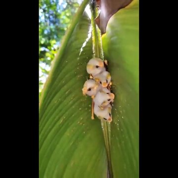 AWW SO CUTE! Cutest baby animals Videos Compilation Cute moment of the Animals - Cutest Animals