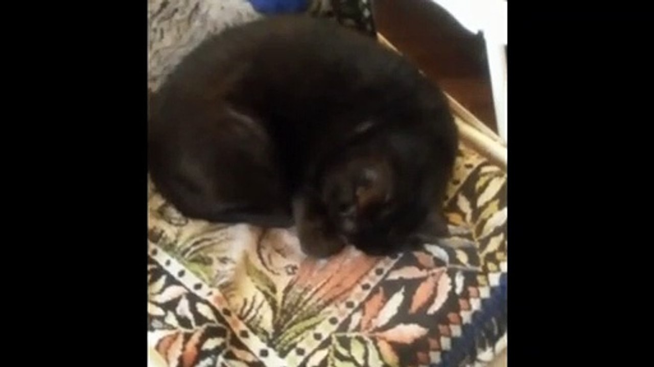 cat 5