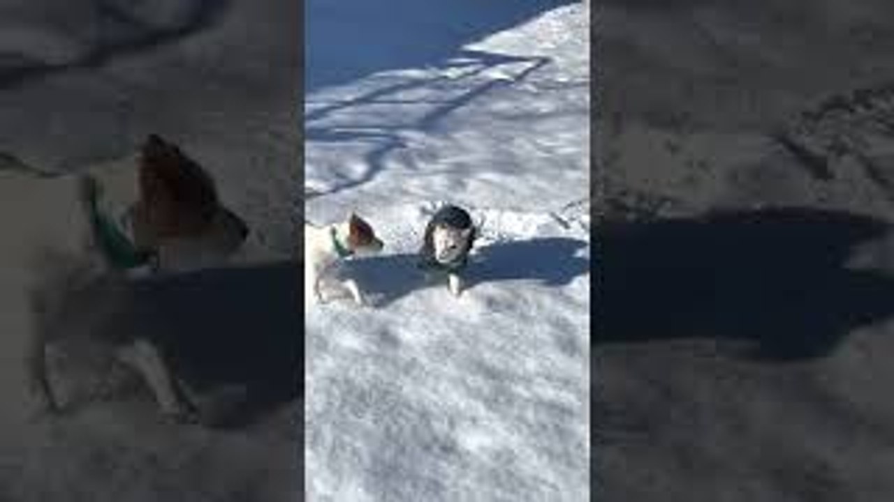 Old Jack Russel Bertie Gets Ran Over by Puppy Beatrice