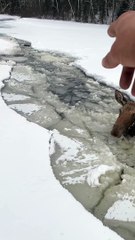 Canadian Men Rescue Moose That Fell Through Ice