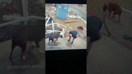 Man Slips on Stairs Letting the Dogs Out