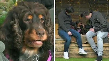 'Poor girl' The Dog House fans in tears over spaniel used for breeding 'Just wants love'