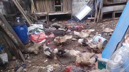 Kupas tuntas perawatan Entok dipagi hari