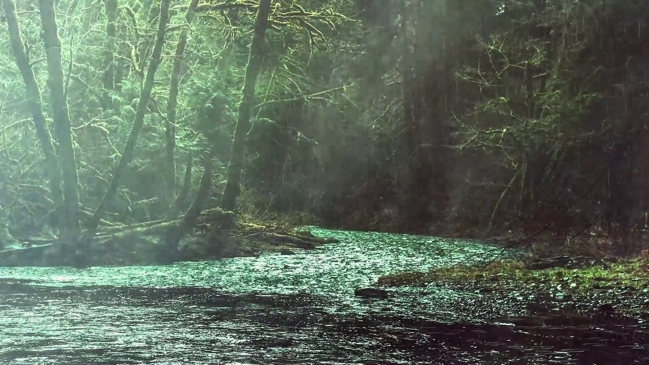The rain in the swamp Rainforest in the desolate forest - Beautiful landscape in the rainforest