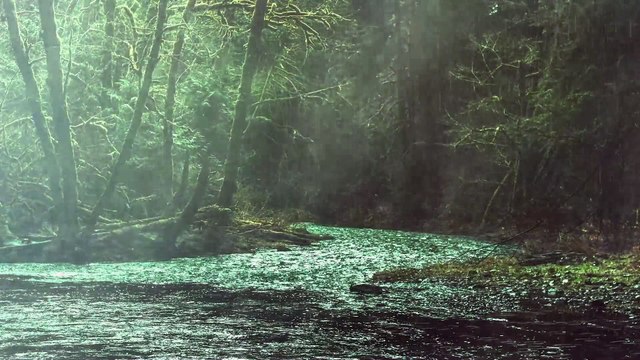 The rain in the swamp Rainforest in the desolate forest - Beautiful landscape in the rainforest