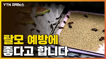 [자막뉴스] "단백질과 불포화지방 풍부"...당뇨·탈모 예방 효과 / YTN