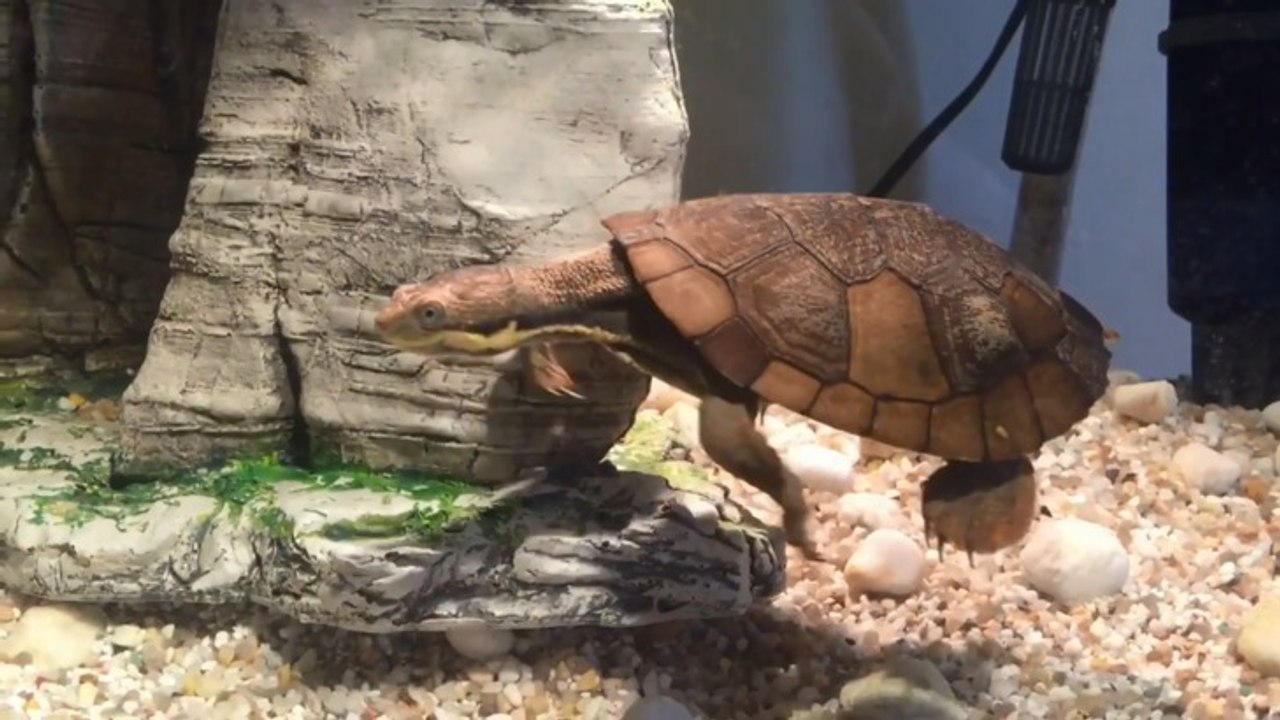 Manning River turtle in rehabilitation video Dailymotion