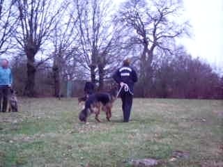 Suite laisse + assis