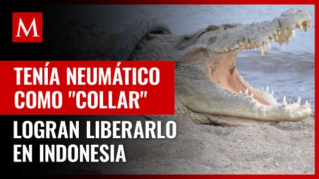 En Indonesia, cocodrilo pasó 5 años con un neumático como collar ; logran liberarlo