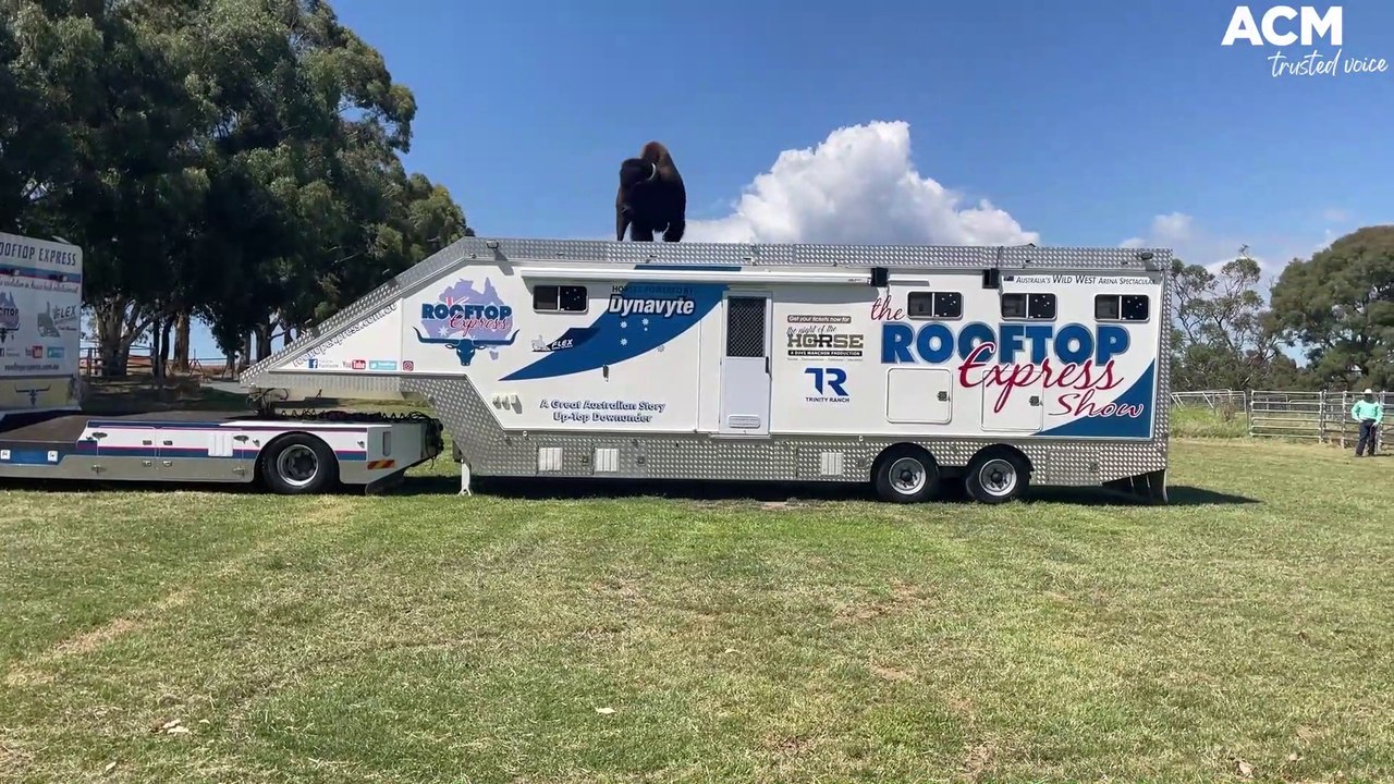 Rodeoing a bison onto a semi-trailer | February 11, 2022 | Central Western Daily