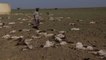 Drought followed by floods decimates livestock herds in Kenya