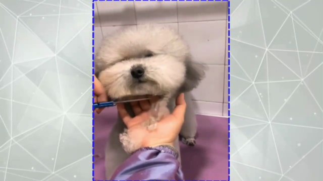 Actress Rashmika Mandanna Playing With Her Pet Dog | Rashmika Mandanna Viral Videos #rashmika