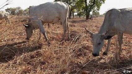 Mobile technology for better livestock health