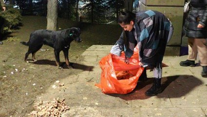Görenler gözyaşlarına boğuldu! Sokak köpeği, zehir verip ölüme terk edilen yavruların başında nöbet tuttu