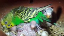 Parakeet bird feeding their babies-Budgies feeding babies