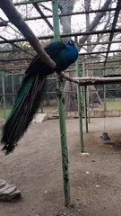 Colorful Peacock Video By Kingdom Of Awais