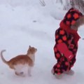 Cat funny video ,cat comedy video , follow me for more funny interesting video