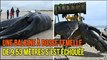 Une baleine à bosse femelle de 9,53 mètres s’est échouée sur la plage du Fort Vert