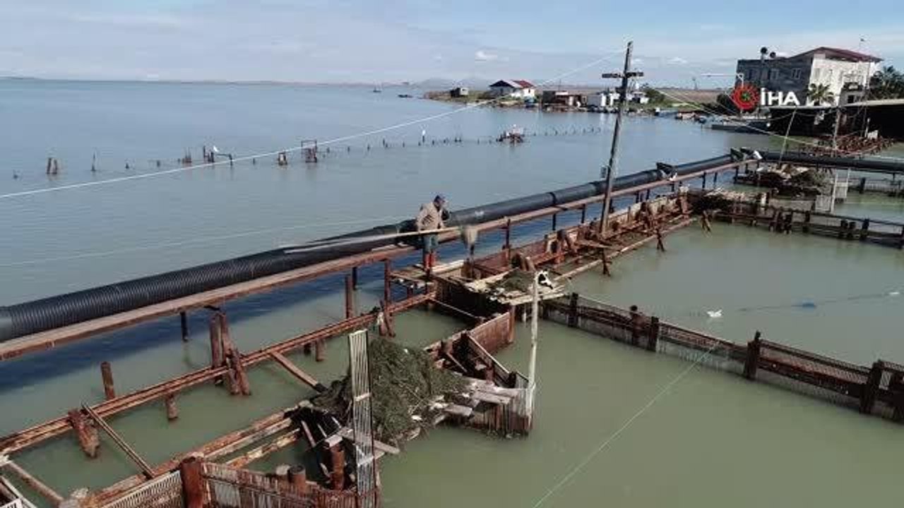 "Yerli Levrek Islahı' projesi kapsamında anaç levrek toplandı