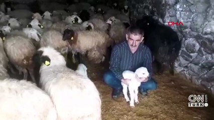 Yeni doğan 100 kuzu öldü!