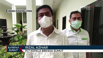 Harimau Sumatera Lahir di Sanctuary Harimau Barumun Nagari