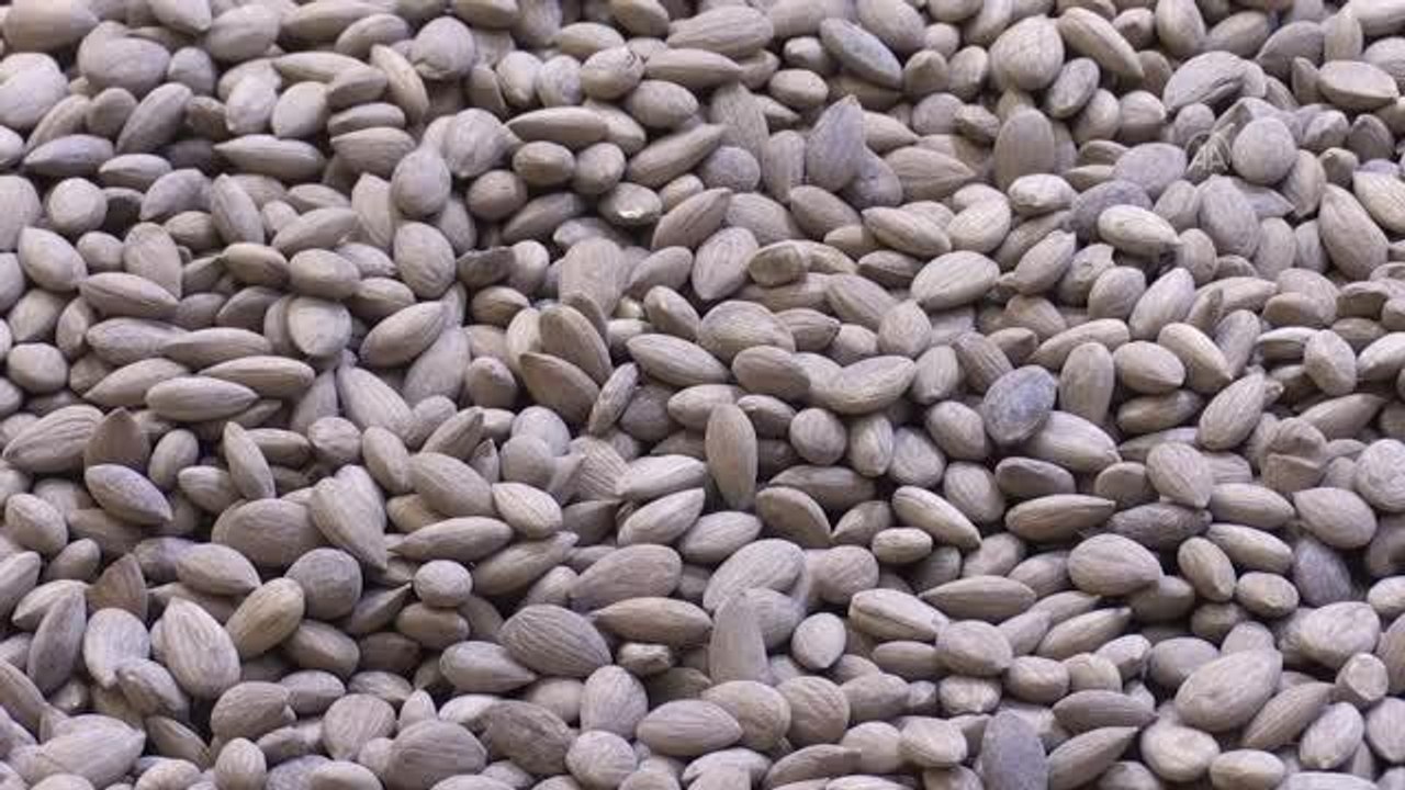 Malatya kayısı çekirdeğinin ihracat geliri yeni sezonda yüzde 110 arttı