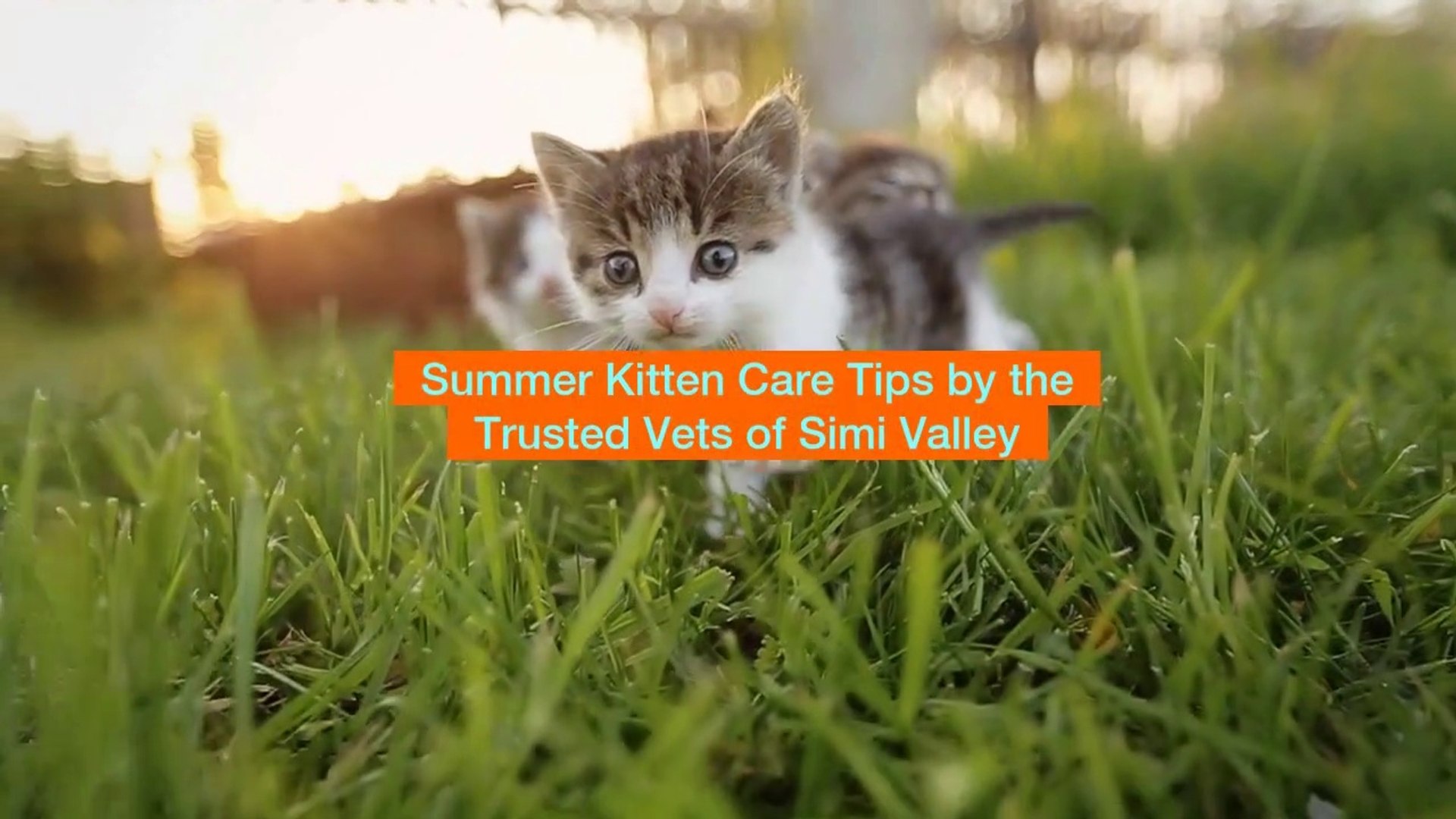⁣Summer Kitten Care Tips by the Trusted Vets of Simi Valley