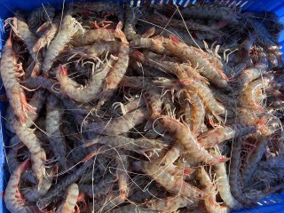 Tekirdağ'daki küçük tekne balıkçıları "karides" peşinde