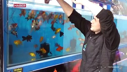 Jeotermal suda 12 çeşit tropikal balık üretiliyor