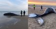 Une baleine à bosse de 10 mètres s'est échouée sur une plage entre Calais et Marck