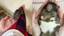 'Cute compilation shows the wonderful life of a rat that's treated like a cat '