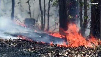 Australia, i koala della costa orientale in pericolo