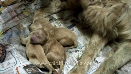 Golden Retriever pups being born