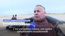 Pas-de-Calais: une baleine à bosse de presque dix mètres s'échoue sur la plage