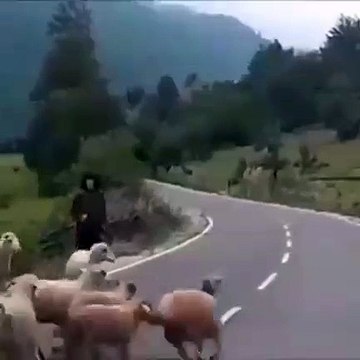 Cuando las ovejas se dan cuenta que están siendo engañadas...