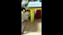 Zzomi the dog likes to hide_隠れたい子犬チョミ