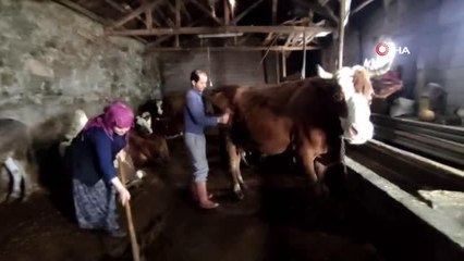 Buzağılarına çocukları gibi bakıyorlar