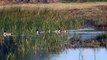 Migrant birds liked the pond of Badoop of Bhinder