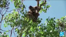 L'Australie considère les koalas 