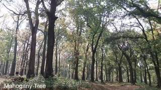 Beautiful Nature-Mahogany Trees | Kerala | India