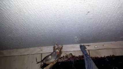 ZEBRA FINCH 20210223_061624