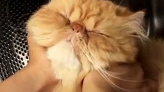 Baby Cats || Cute Cat Completion || Pets & Animals Lovers