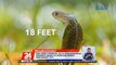 #KuyaKimAnoNa?: King Cobra o Banakon, isa sa pinakamahabang venomous snakes na posibleng umabot nang mahigit 18ft | 24 Oras