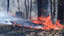 Austrália declara coalas como espécie 'ameaçada'