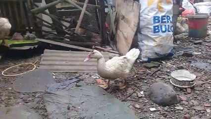 Dengan Ketekunan Memanfaatkan Lahan Yang Sempit Bisa Menghasilkan Jutaan Setiap Minggunya