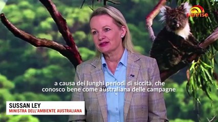 I koala rischiano di estinguersi: l'Australia li dichiara specie in pericolo