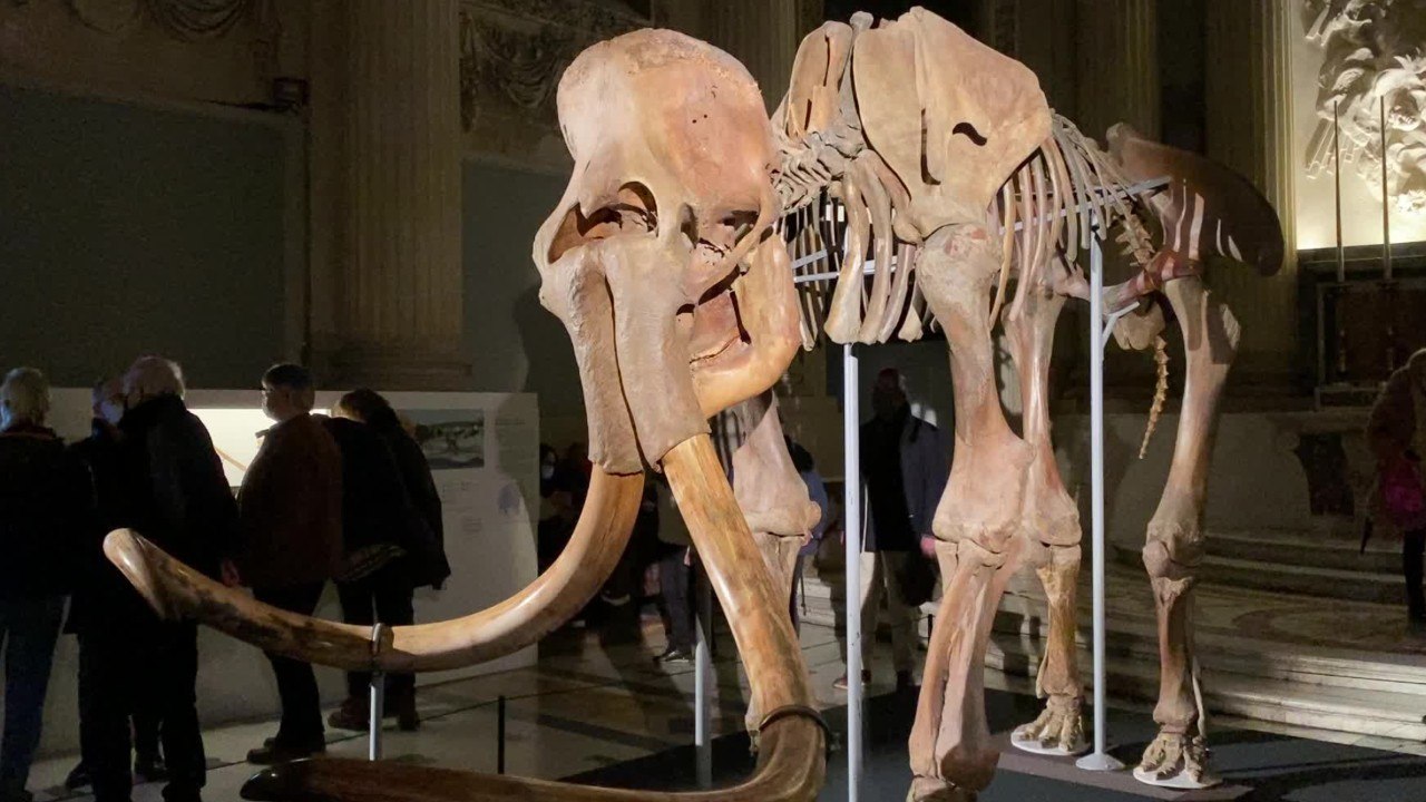 "Mammouths, des géants en vallée de l'Eure", une exposition à découvrir à Chartres