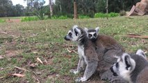 Lemur babies media