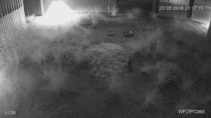 Plains-wanderer in TWPZ Aviaries