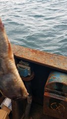 Sea Lion Lunges out of Water for Fish